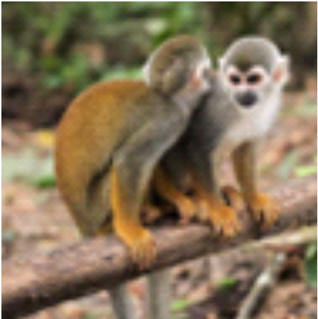 Full day Santuario de Primates