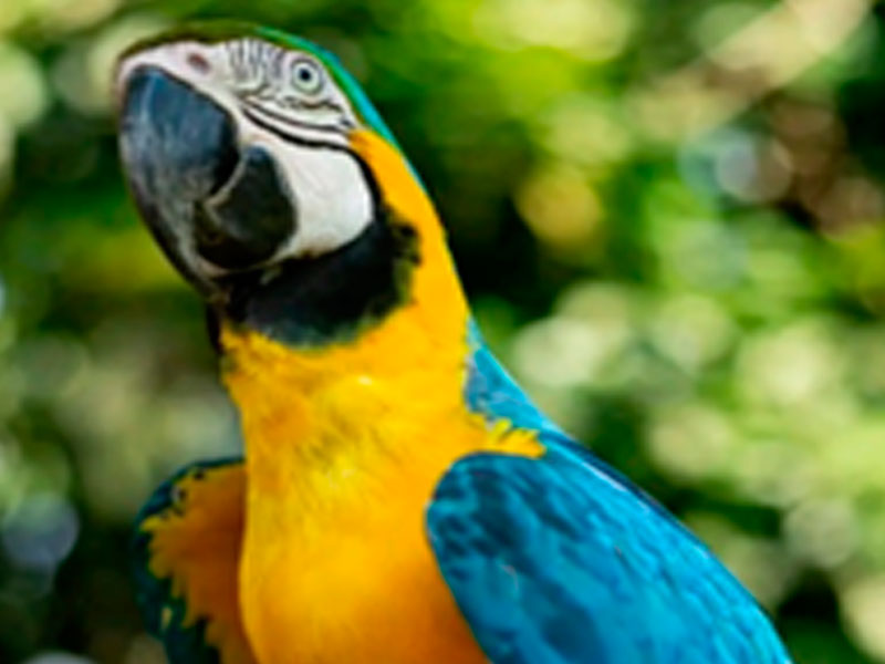 Full day biodiversidad y rescate