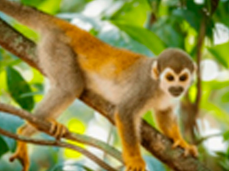 Full day santuario de primates