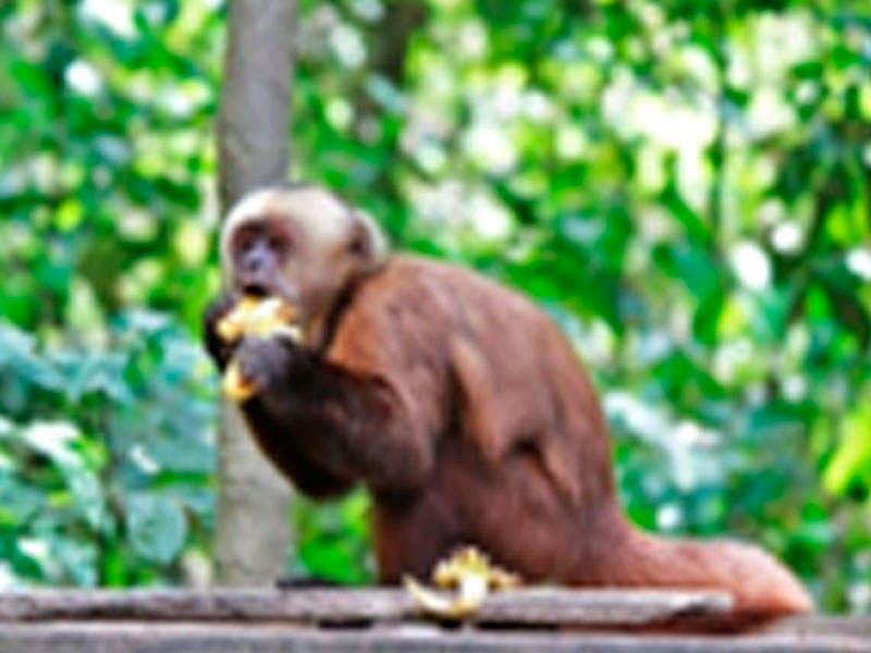 Full day santuario de primates