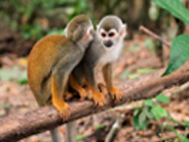 Full day santuario de primates